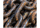 Get Top Dollars for Old Machinery Recycling Adelaide