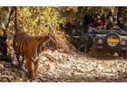 Ranthambore National Park Online Safari Booking for Tiger Tours