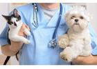 #1 Veterinary After-Hours Answering Service & Triage