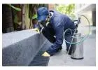 Eco-Friendly Pest Control Solutions