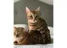 Bengal Cats for Sale: Stunning Leopard-Spotted Companions